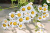 Chamomile for teeth and gum health